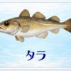 さかな占い_タラ