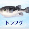 さかな占い_トラフグ