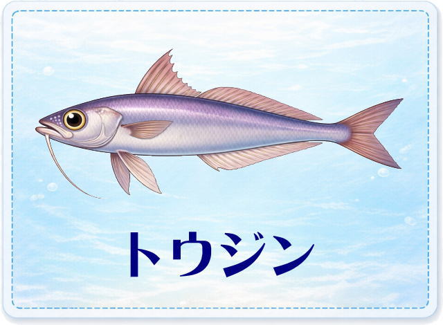 さかな占い_トウジン