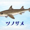 さかな占い_ツノザメ