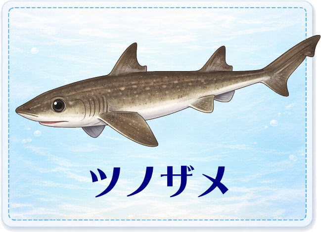 さかな占い_ツノザメ