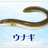 さかな占い_ウナギ