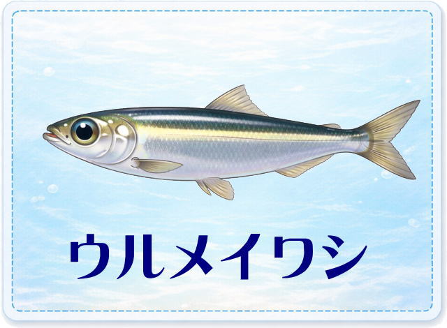 さかな占い_ウルメイワシ