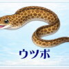 さかな占い_ウツボ