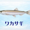 さかな占い_ワカサギ